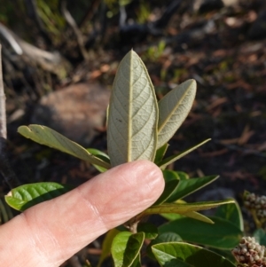 Pomaderris ferruginea at Boolijah, NSW - 20 May 2023