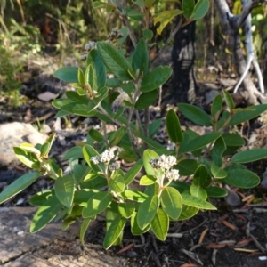 Pomaderris ferruginea at Boolijah, NSW - 20 May 2023