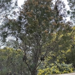 Callitris endlicheri at Wamboin, NSW - suppressed