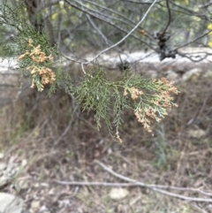 Callitris endlicheri at Wamboin, NSW - suppressed