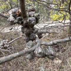 Callitris endlicheri at Wamboin, NSW - suppressed