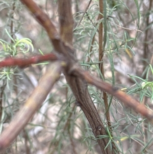 Acacia rubida at suppressed - 12 Aug 2023