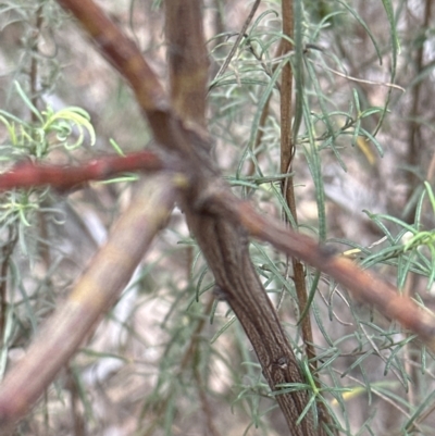 Acacia rubida (Red-stemmed Wattle, Red-leaved Wattle) at QPRC LGA - 12 Aug 2023 by lbradley