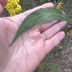 Acacia rubida at Wamboin, NSW - 12 Aug 2023