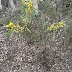 Acacia rubida at Wamboin, NSW - suppressed