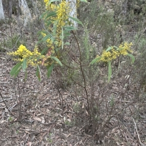 Acacia rubida at Wamboin, NSW - suppressed