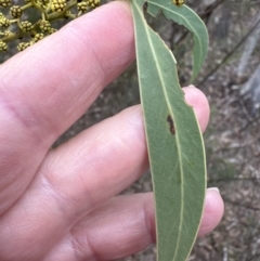 Acacia rubida at Wamboin, NSW - suppressed