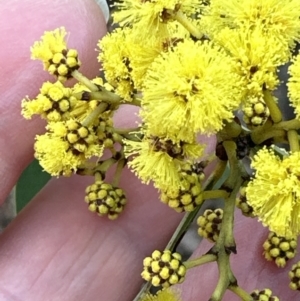 Acacia rubida at Wamboin, NSW - 12 Aug 2023