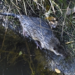 Hydromys chrysogaster (Rakali or Water Rat) at Sullivans Creek, Acton - 21 Jul 2020 by davidcunninghamwildlife