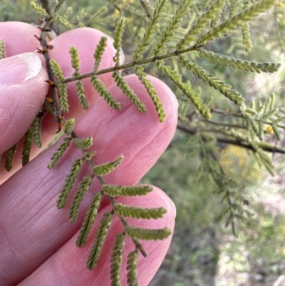 Acacia cardiophylla (Wyalong Wattle) at QPRC LGA - 12 Aug 2023 by lbradley