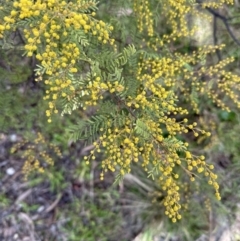 Acacia cardiophylla at suppressed - 12 Aug 2023