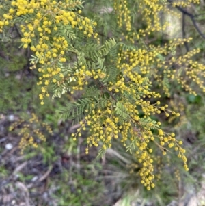 Acacia cardiophylla at Wamboin, NSW - suppressed