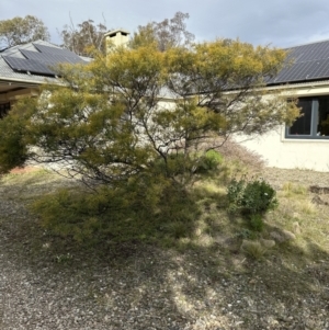 Acacia cardiophylla at Wamboin, NSW - 12 Aug 2023