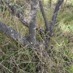 Acacia cardiophylla at Wamboin, NSW - suppressed