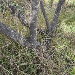 Acacia cardiophylla at Wamboin, NSW - 12 Aug 2023