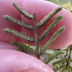 Acacia cardiophylla at Wamboin, NSW - suppressed