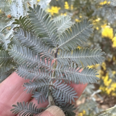 Acacia baileyana (Cootamundra Wattle, Golden Mimosa) at Wamboin, NSW - 12 Aug 2023 by lbradley