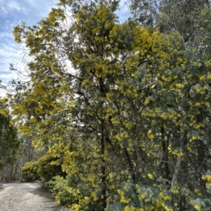 Acacia baileyana at Wamboin, NSW - suppressed