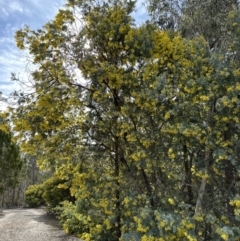 Acacia baileyana at Wamboin, NSW - 12 Aug 2023