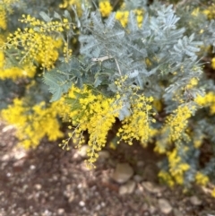 Acacia baileyana at Wamboin, NSW - suppressed