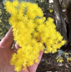 Acacia baileyana at Wamboin, NSW - suppressed