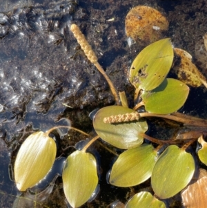 Potamogeton cheesemanii at Wollogorang, NSW - 20 Dec 2022