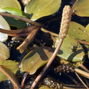 Potamogeton cheesemanii at Wollogorang, NSW - 20 Dec 2022