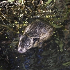 Hydromys chrysogaster (Rakali or Water Rat) at Australian National University - 29 Apr 2022 by davidcunninghamwildlife