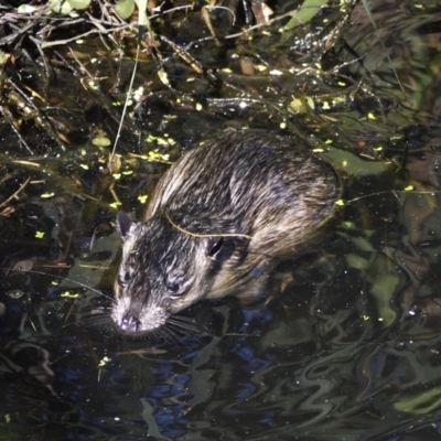 Hydromys chrysogaster (Rakali or Water Rat) at Sullivans Creek, Acton - 29 Apr 2022 by davidcunninghamwildlife