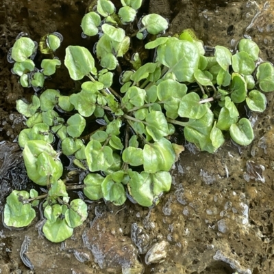 Rorippa nasturtium-aquaticum (Watercress) at Michelago, NSW - 11 Aug 2023 by JaneR