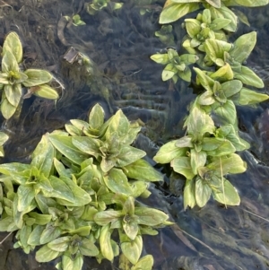 Veronica anagallis-aquatica at Michelago, NSW - 11 Aug 2023