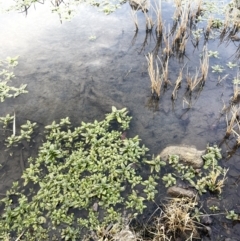 Veronica anagallis-aquatica at Michelago, NSW - 11 Aug 2023 04:23 PM