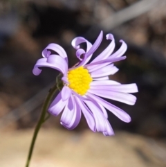 Brachyscome rigidula (Hairy Cut-leaf Daisy) at Cuumbeun Nature Reserve - 22 May 2023 by RobG1