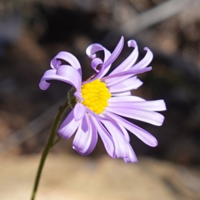 Brachyscome rigidula (Hairy Cut-leaf Daisy) at Cuumbeun Nature Reserve - 22 May 2023 by RobG1