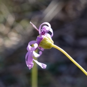 Brachyscome rigidula at Carwoola, NSW - 22 May 2023