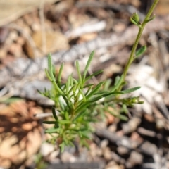 Brachyscome rigidula at Carwoola, NSW - 22 May 2023