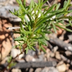 Brachyscome rigidula at Carwoola, NSW - 22 May 2023