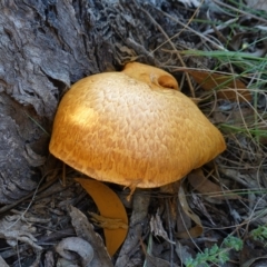 Gymnopilus junonius (Spectacular Rustgill) at Cuumbeun Nature Reserve - 22 May 2023 by RobG1