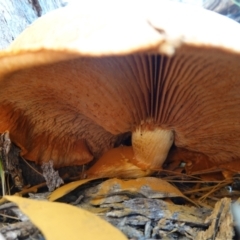 Gymnopilus junonius at Carwoola, NSW - 22 May 2023