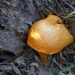 Gymnopilus junonius at Carwoola, NSW - 22 May 2023 11:40 AM