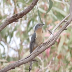 Cacomantis flabelliformis (Fan-tailed Cuckoo) at Majura, ACT - 12 Aug 2023 by TomW