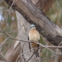 Cacomantis flabelliformis at Majura, ACT - 12 Aug 2023