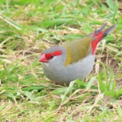 Neochmia temporalis (Red-browed Finch) at Fyshwick, ACT - 12 Aug 2023 by BenW