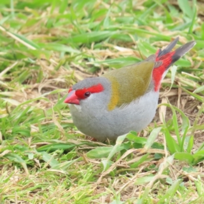Neochmia temporalis (Red-browed Finch) at Fyshwick, ACT - 12 Aug 2023 by TomW