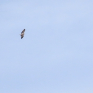 Haliastur sphenurus at Fyshwick, ACT - 12 Aug 2023 02:04 PM