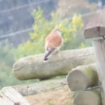 Falco cenchroides (Nankeen Kestrel) at Fyshwick, ACT - 12 Aug 2023 by BenW