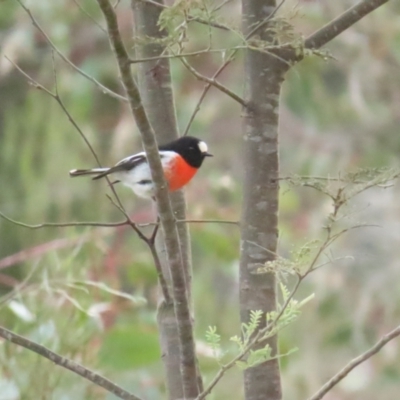 Petroica boodang (Scarlet Robin) at Majura, ACT - 12 Aug 2023 by TomW