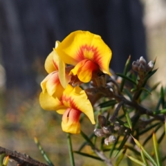 Dillwynia sieberi (Sieber's Parrot Pea) at Cuumbeun Nature Reserve - 22 May 2023 by RobG1