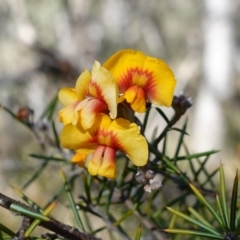 Dillwynia sieberi at Carwoola, NSW - 22 May 2023 11:54 AM