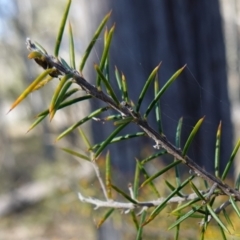 Dillwynia sieberi at Carwoola, NSW - 22 May 2023 11:54 AM